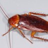 the roach (formerly fupa dwelling) profil fotoğrafı