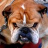 KCPD Watchdog profil fotoğrafı