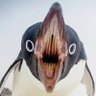 Profilbild von D Haz