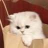 เจ้าเจี๊ยบขี้อาย🐥🐤's profile picture