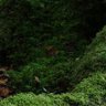 ベコ 的头像