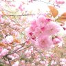 ⑨速零凍 的头像