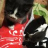 Profilbild von 玲(ꕤ ॑꒳ ॑*)🐈⬛中の人応援隊長🐾