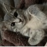 みかん profil fotoğrafı