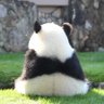 タンタンっ子 的头像