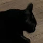 momoatls's profile picture