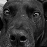 Bourbon502's profile picture