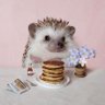 Фото профиля CuddlyHedgehog