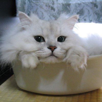niziu-withu-nizoo🌈's profile picture