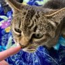 😽青空の澪😸 🌳雫💧's profile picture