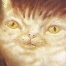 TheChonkyBoi profil fotoğrafı