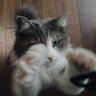方舟ハコブネ 的头像