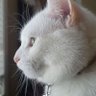 Profilbild von NiBu