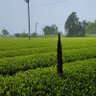 Фото профиля ぽち