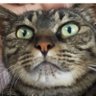 Profilbild von TOM