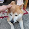 村上 ワン's profile picture