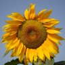 Фото профиля Sunny M
