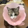 ロッキー / にゃんこの友情 的头像