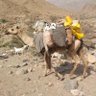 ابو انور الحميري profil fotoğrafı