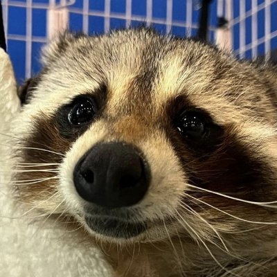 🐾Pache Riggs✨🦝🔜 CONFUROR 2026's profile picture