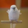 sonapapa profil fotoğrafı