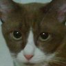 Profilbild von LeO Kun