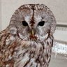 シンみにゃっほーう☆彡.。 profil fotoğrafı