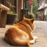 Uruto profil fotoğrafı