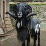 f profil fotoğrafı