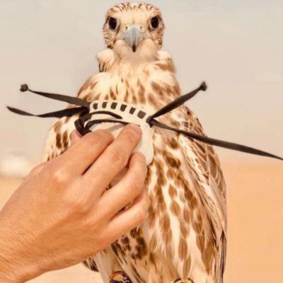 قدّاح's profile picture