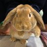 Profilbild von hirotoro38