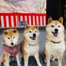 Chiro's profile picture
