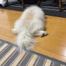 Profilbild von むさし