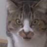 Profilbild von MuftyNav