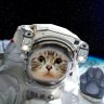 FX投機家@スペースねこ's profile picture