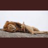 Фото профиля Blasio De Gonnet