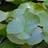 Фото профиля Leila