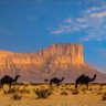 Фото профиля 🇰🇼🇸🇦بدر صالح العتيبي