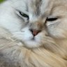しとやいば's profile picture