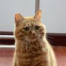 王子's profile picture