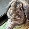 ちゃろくん 的头像