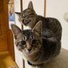 Profilbild von ねこまんま