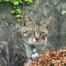 Profilbild von うしゃこ