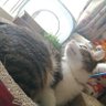 雪猫。 由桂 的头像