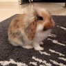 Moody c’est la prioritée 🐰 的头像