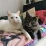 frenchycats42 的头像