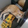 GuzyySaurio profil fotoğrafı
