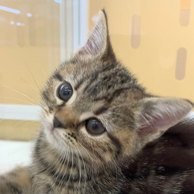 あんこともなか🐾充電ねこ's profile picture