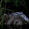 V. Suchus profil fotoğrafı