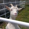 yori profil fotoğrafı